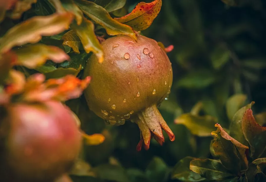 نتائج الفرق المحلية في البطولات الأفريقية: تحليل شامل