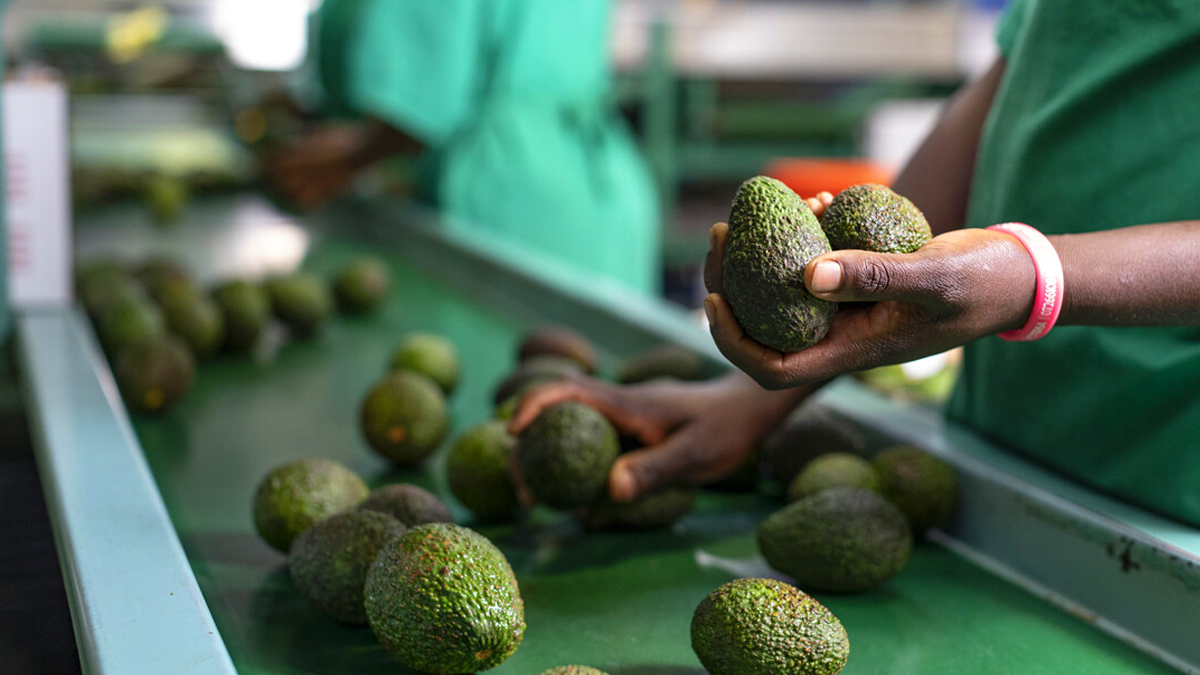 الأفوكادو المغربي: 3 ملايير درهم في مواجهة شح الماء